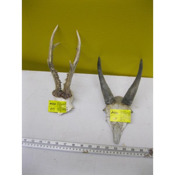 SET OF HORNS & SET OF ANTLERS