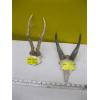 Image 1 : SET OF HORNS & SET OF ANTLERS