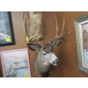 Image 2 : DEER HEAD W/ANTLERS