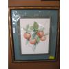 Image 1 : FRAMED WATERCOLOR OF APPLES