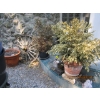 Image 3 : WALL MOUNT PLANTER, ASST. PLANTERS ON FRONT PORCH