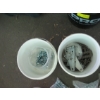 Image 3 : 4 PAILS OF HARDWARE, NUTS, BOLTS, ETC.