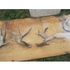 Image 3 : ASST. ANTLERS