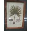 Image 2 : 4 PRINTS OF HERBS, MEDICINAL PLANTS IN OAK FRAMES
