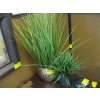Image 1 : 2 ARTIFICAL PLANTS