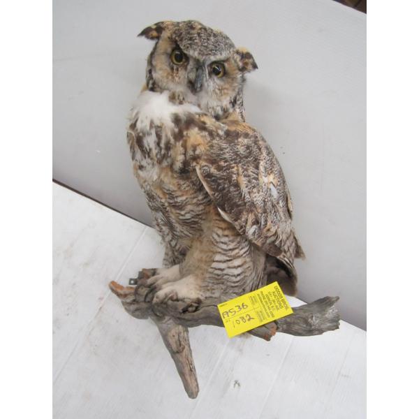 HORNED OWL