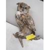Image 1 : HORNED OWL