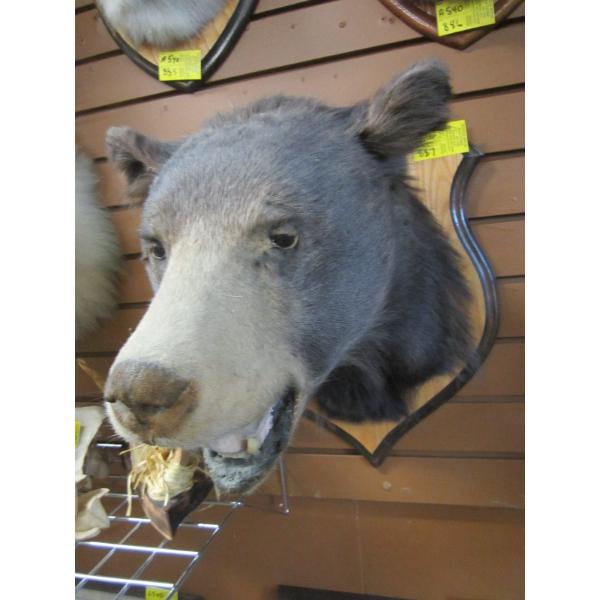 MOUNTED BLACK BEAR HEAD