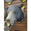 Image 1 : MOUNTED BLACK BEAR HEAD