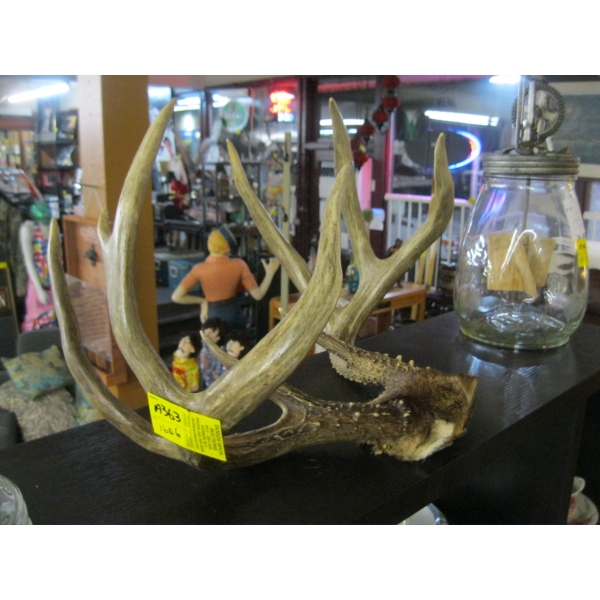 SET OF WHITE TAIL DEER HORNS