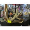 Image 1 : SET OF WHITE TAIL DEER HORNS