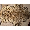Image 2 : Genuine Leopard Skin Rug - Hyde 36L