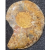 Image 7 : Orthoceras and Ammonite Fossil Specimen Statues