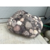 Image 2 : Collection of 2 conglomerate-rock, which is a type of coarse-grained sedimentary rock. Great for tha
