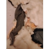 Image 13 : Taxidermy Polar Bear Rug (Severe Damage to Hyde) 85L
