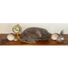 Image 1 : Large Turtle Shell(Carapace) & Collectible Shells & Mini World Clock