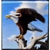 Image 5 : 2014 $100 for $100 Majestic Bald Eagle - 99.9% Fine Silver Coin - #1