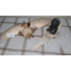 Image 1 : Soapstone Kayaker 7 W, 1 D, 3 T and Shell Plane 8 W, 4 D, 2 T 