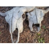 Image 2 : Pair Of Bleached Bull Skulls 18T