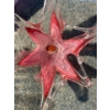 Image 7 : Decorative Glassware