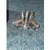 Image 2 : Damaged Swarovski Glass Fish