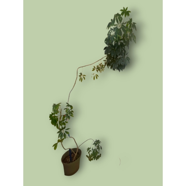 7 ft Tall Real Umbrella Tree 