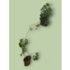 Image 1 : 7 ft Tall Real Umbrella Tree 