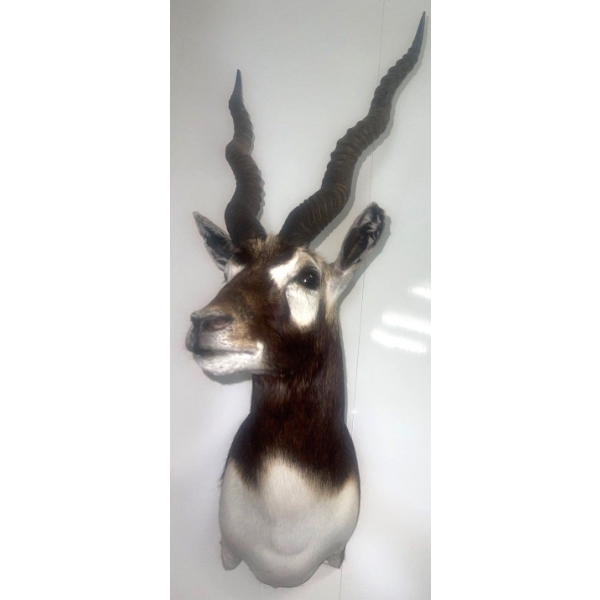 African Blackbuck 9W x 18D x 34T