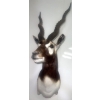 Image 1 : African Blackbuck 9W x 18D x 34T