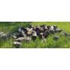 Image 1 : Large Collection of Firewood 