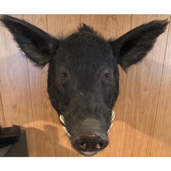 Wild Boar 16 x 17 x 24D