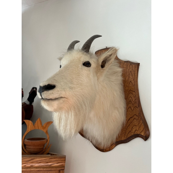  mountain goat great art piece for man cave or she den 