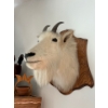 Image 1 :  mountain goat great art piece for man cave or she den 