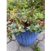 Image 2 : 4 Outdoor Potted Plants 