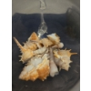 Image 4 : Bowring Glass Fish Shaped Bowl w/ Shells  (7T) & 'Planters' Cauldron (6T) 
