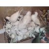 Image 6 : Large Assortment of Crafting: Birds, Butterflies, Pine Cones and More!