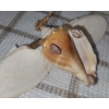Image 5 : Soapstone Kayaker 7 W, 1 D, 3 T and Shell Plane 8 W, 4 D, 2 T 