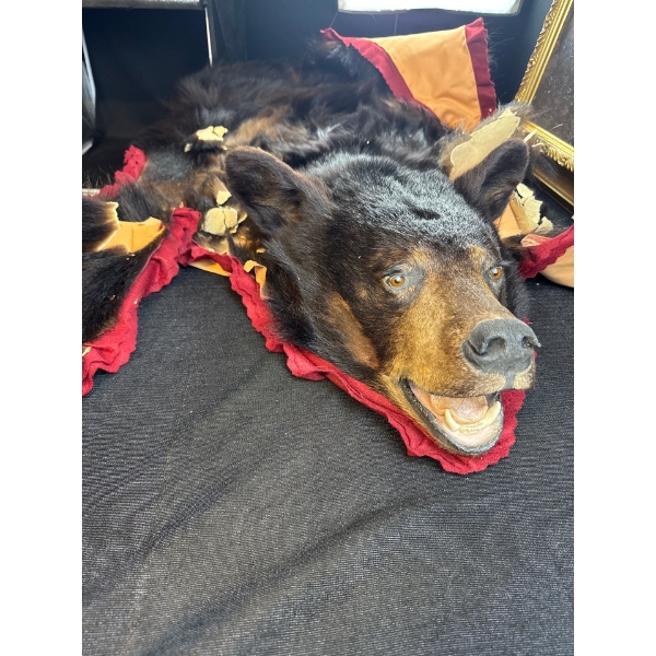 Vintage Black Bear Skin Rug = 58L -  Head & Claws In Good Shape 