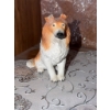 Image 2 : Collie Dog Resin Figurines Set