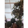 Image 2 : Artificial Greenery Includes Topiaries, and Display Wooden Stool, Ivy Tree 46 T, 9 Base 