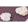Image 20 : Coral and Fossil Fragments