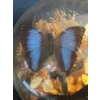 Image 5 : Butterfly Specimen Display Under Glass Dome