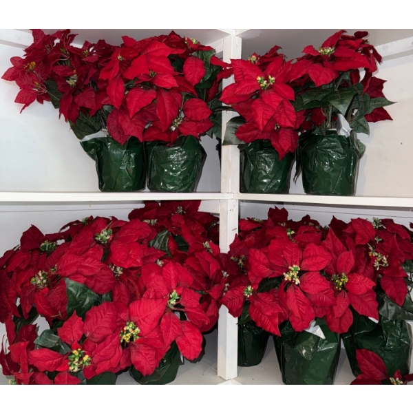 Christmas Time In August!!!  Never Too Early For A Faux Poinsettia Party 15T