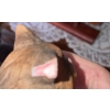Image 9 : Decorative Cat Figurines and Plates