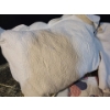 Image 4 : Quilt and Matelasse Style Cover w/ Pillowcases- Some Staining as Shown