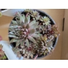 Image 6 : Live Succulent Garden #3 - 3 Large 2 Medium Sized Pots 