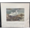 Image 2 : Alan Sakhavarz "Morning Light: Ross' Geese" Signed Wildlife Habitat Canada Print