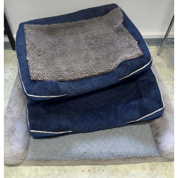 Three Large Used Dog Beds & Carpet