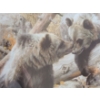 Image 2 : Alaska Chat by Carl Brenders Ltd Edition Print 329/650 33 1/2 w 27 h