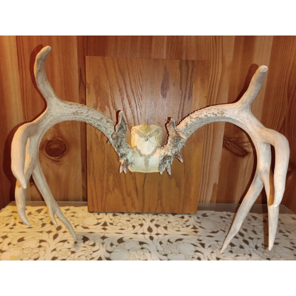 Unique Moose Antlers Mounted